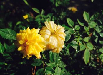 Close-up of yellow flower