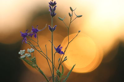 Close-up of purple flowers