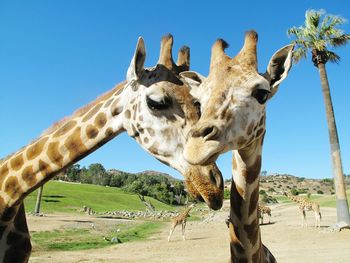 Giraffes at zoo