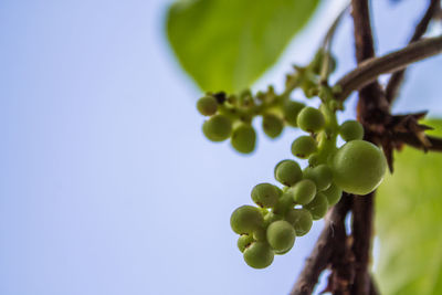 Low angle view of grapes growing on tree against clear sky