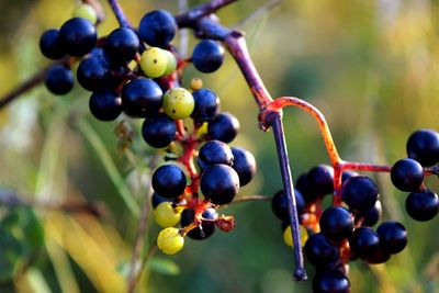 Close-up of grapes