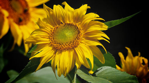 Close-up of sunflower blooming outdoors