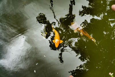 Close-up of koi carps swimming in lake