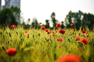 Close-up of red poppy blooming in field