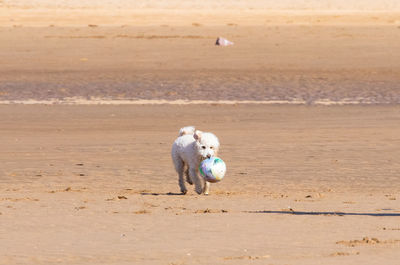 View of dog walking on beach