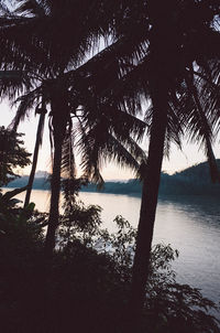 Silhouette palm trees by lake against sky