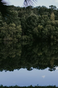 Scenic view of lake in forest against sky
