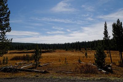 Scenic view of field against sky