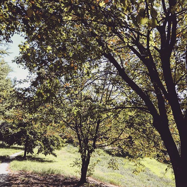 tree, growth, tranquility, branch, nature, tree trunk, tranquil scene, beauty in nature, scenics, sunlight, green color, day, forest, field, landscape, outdoors, shadow, no people, non-urban scene, park - man made space