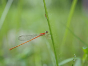 Close-up of insect on grass