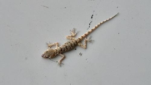 High angle view of insect on white wall