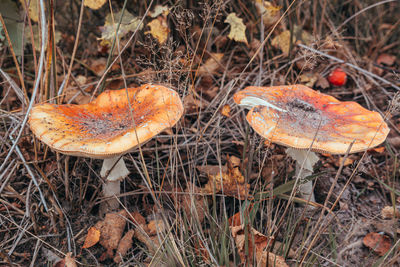 High angle view of mushroom growing on field