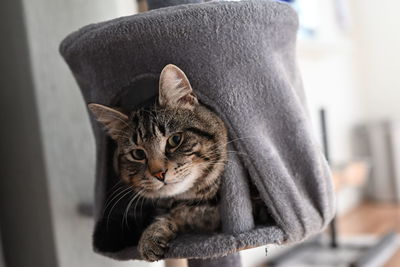 Close-up of cat sitting at home