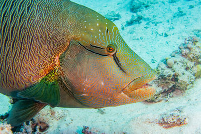 Close-up of fish swimming in sea