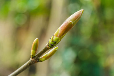 Close-up of flower buds growing outdoors