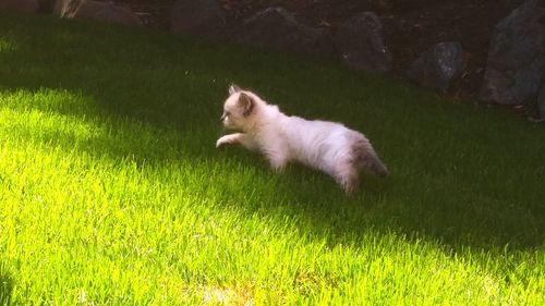 Cat on grassy field