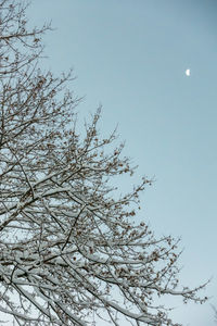 Low angle view of flower tree against clear sky