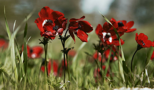 Close-up of red flowering plants on field