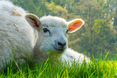 Close-up of a three week old lamb on field in spring sunshine