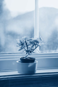 Close-up of potted plant on window sill