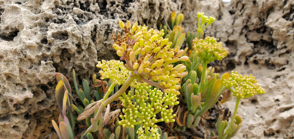Close-up of yellow flowering plant