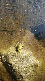 High angle view of turtle in water