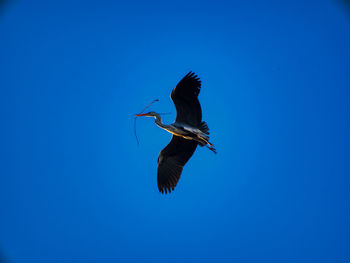 Low angle view of bird flying
