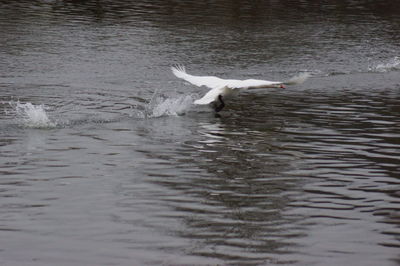 Seagull flying over a lake