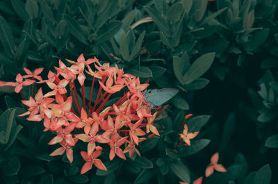 High angle view of red flowering plants