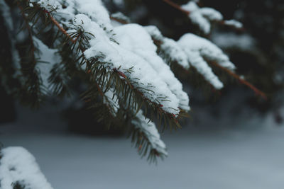 Close-up of frozen pine tree during winter