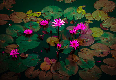 High angle view of pink flowers blooming in park