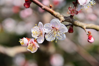 Close-up of cherry blossoms on branch