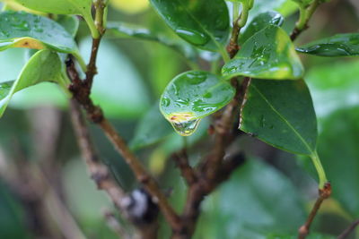 Close-up of raindrops on leaves