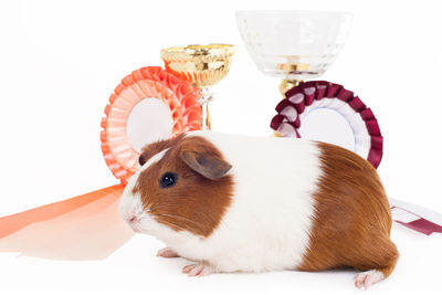 Close-up of a dog over white background