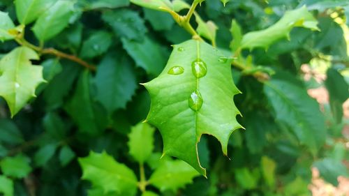 Close-up of leaves