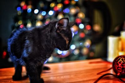 Cat on illuminated stage