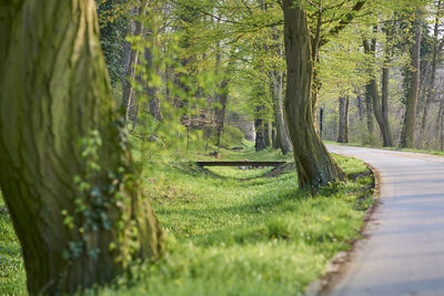 Empty road amidst trees in forest