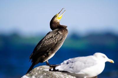 Cormorant perching on rock