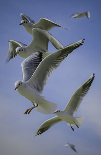 Seagulls flying against sky