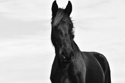 Horse standing against sky