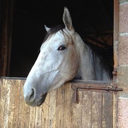 Close-up of a horse in stable