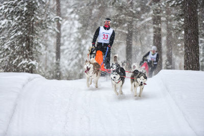 View of a dog on snow covered trees