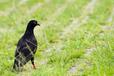 Bird perching on grass