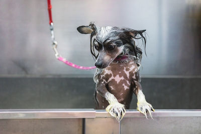 Portrait of dog looking away