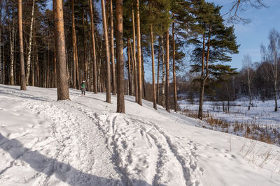 Trees on snow covered field