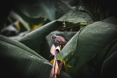 Close-up of lizard on leaves