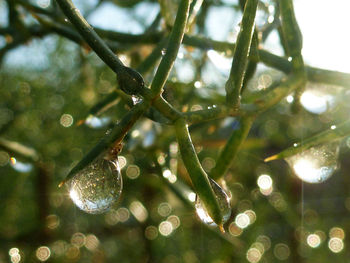 Close-up of water drops on leaf