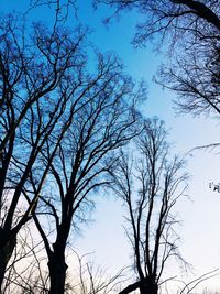 Low angle view of silhouette bare tree against sky