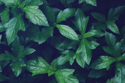 Tropical green leaves of creeping daisy with dark retro filter effect