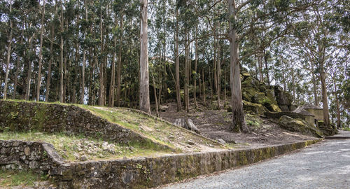 Road amidst trees in forest